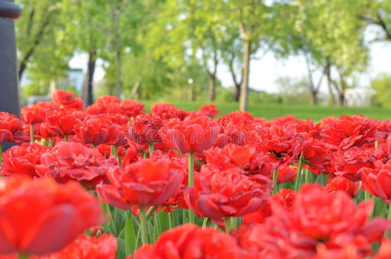 Group of red tulips in the park. Spring landscape.A bright red tulip flower background with a fade to white on the top for text. Use it for a spring or love concept. Group of red tulips in the park. Spring landscape.A bright red tulip flower background with a fade to white on the top for text. Use it for a spring or love concept.